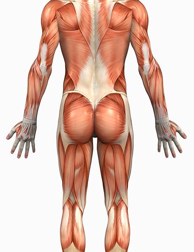 muscle_diagram